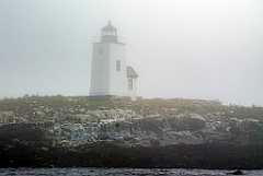 Sheep Grazing by Foggy Nash Island Light in Northern Maine